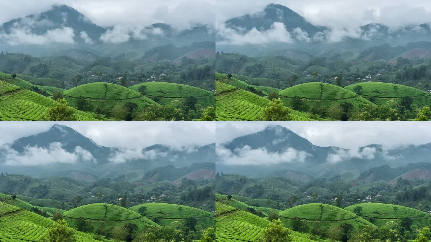 越南北部河内附近的新山区Long Coc茶园周围移动雾和云的时间流逝