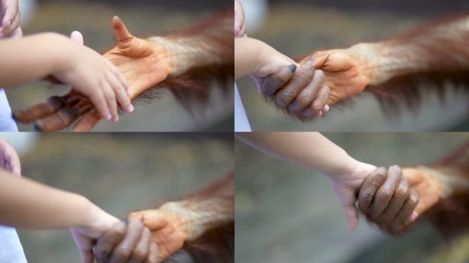 亚洲小孩用猴手握住并握手。信任和友谊的概念