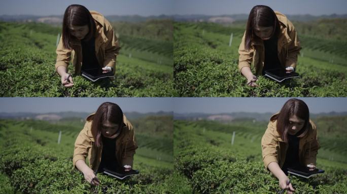 茶农通过数字平板电脑研究和分析茶叶