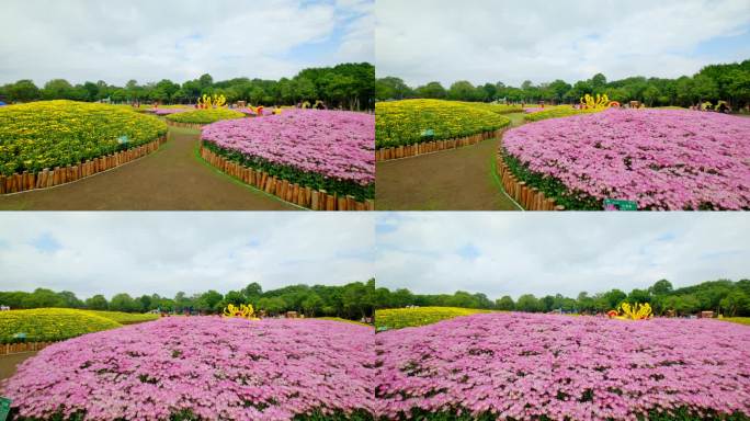 南宁 青秀山 公园 花坛   菊花 花园