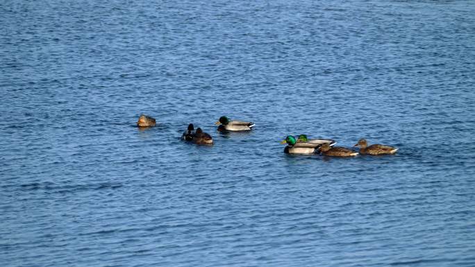 湛蓝湖水-四对结伴而游的绿头鸭夫妇