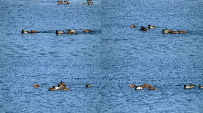 湛蓝湖水-四对结伴而游的绿头鸭夫妇