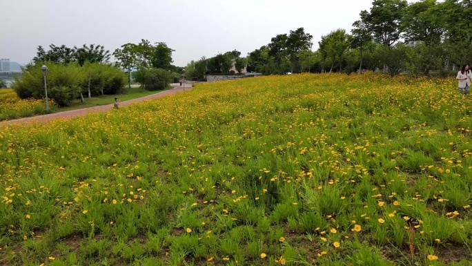 4K航拍小黄花花海河边的风景