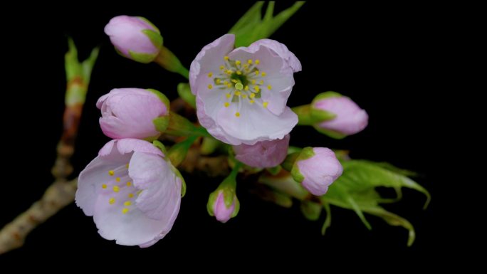 粉色樱花开花延时摄影
