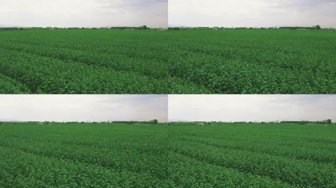 绿地鸟瞰图俯瞰风吹大片农田大豆种植