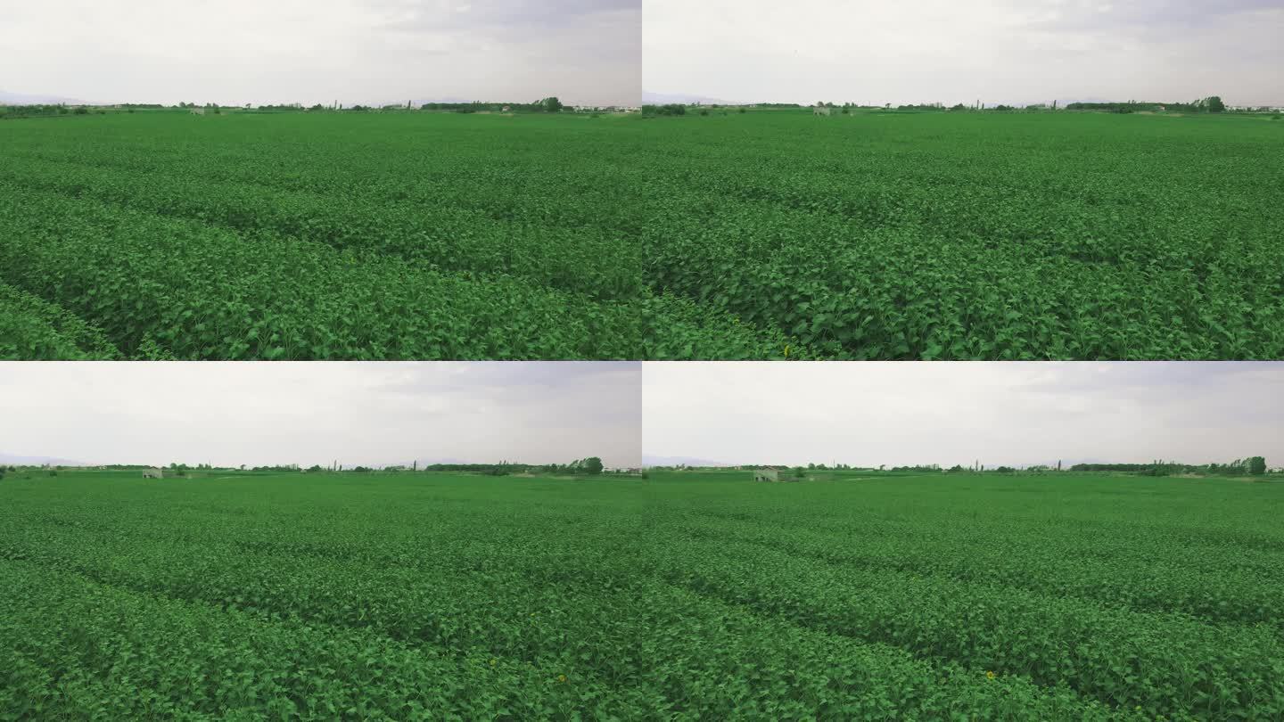 绿地鸟瞰图俯瞰风吹大片农田大豆种植