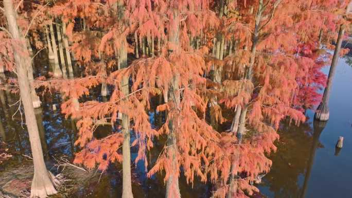 冬日武汉涨渡湖红叶水上森林杉树