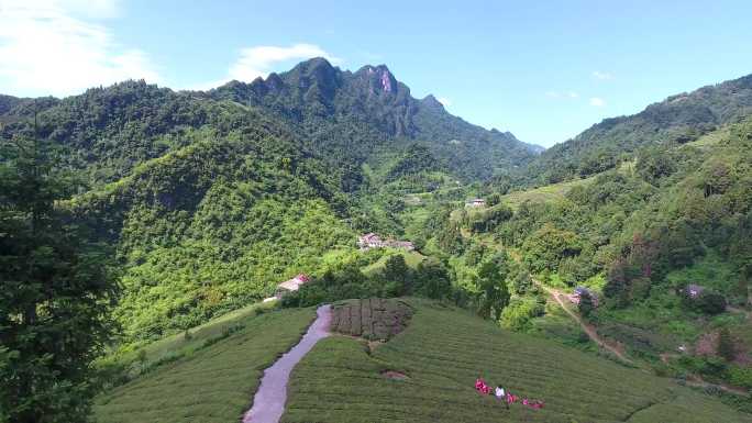 4K高海拔高山茶园黑茶红茶采茶航拍2