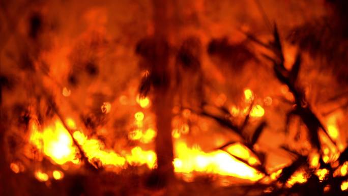 野外转移的深度集中在红花火森林夜间野火