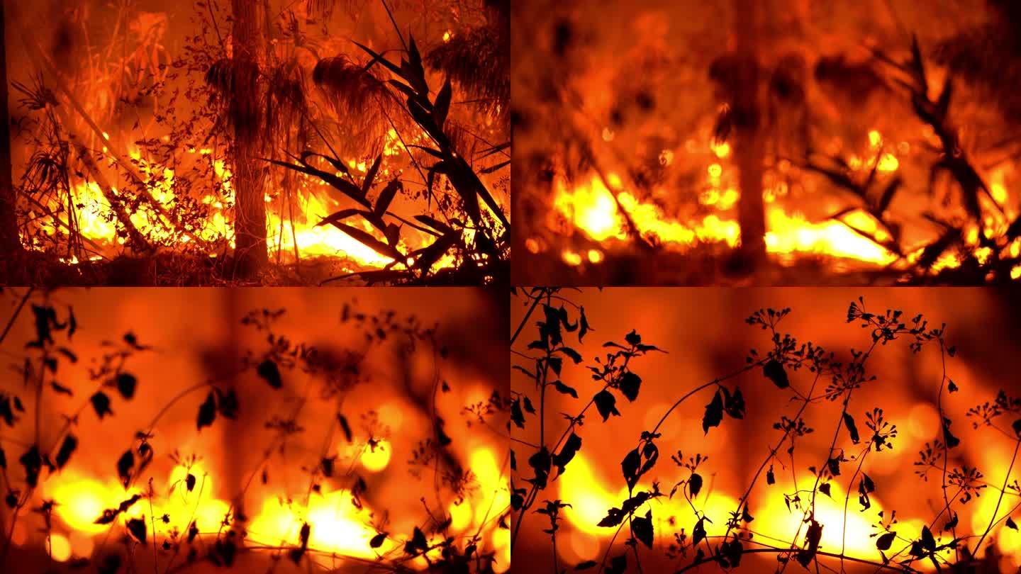 野外转移的深度集中在红花火森林夜间野火