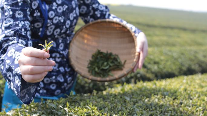 采茶的年轻女子茶叶展示