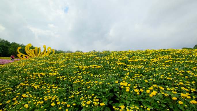 南宁 青秀山 公园 花坛   菊花 花园