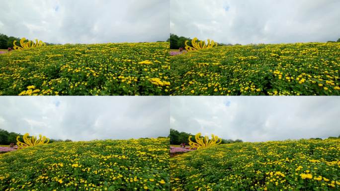 南宁 青秀山 公园 花坛   菊花 花园