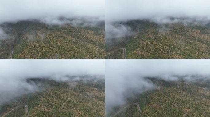 航拍秋季雨雾中的茂密山林