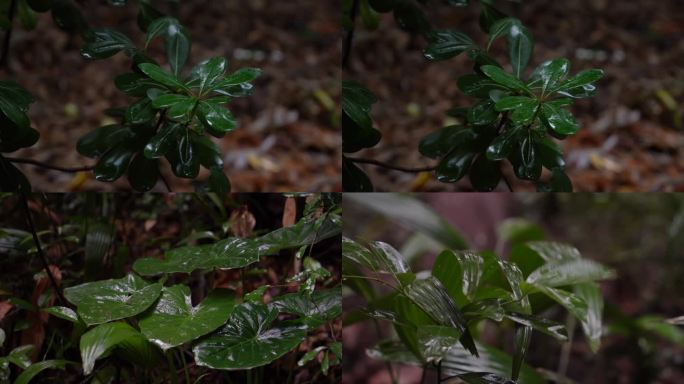 【合集】4K雨水滴落森林植物-禅意空镜