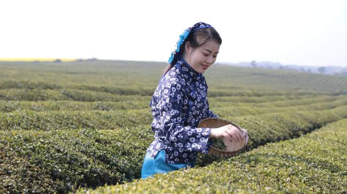 采茶的年轻女子品茶茶叶展示茶树