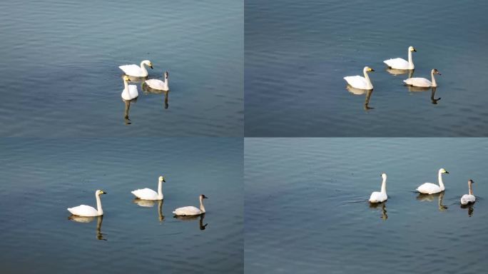 4K湖水中的白天鹅