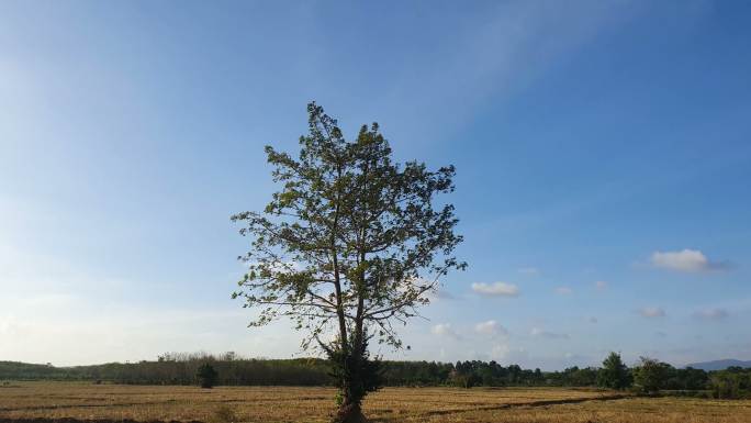 蓝天干旱农田上的独木