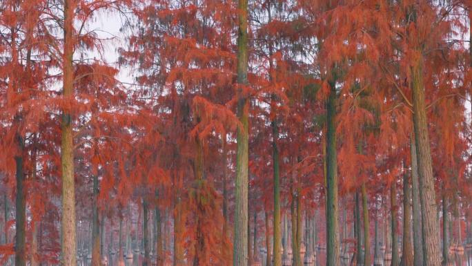 冬天武汉涨渡湖红叶水杉