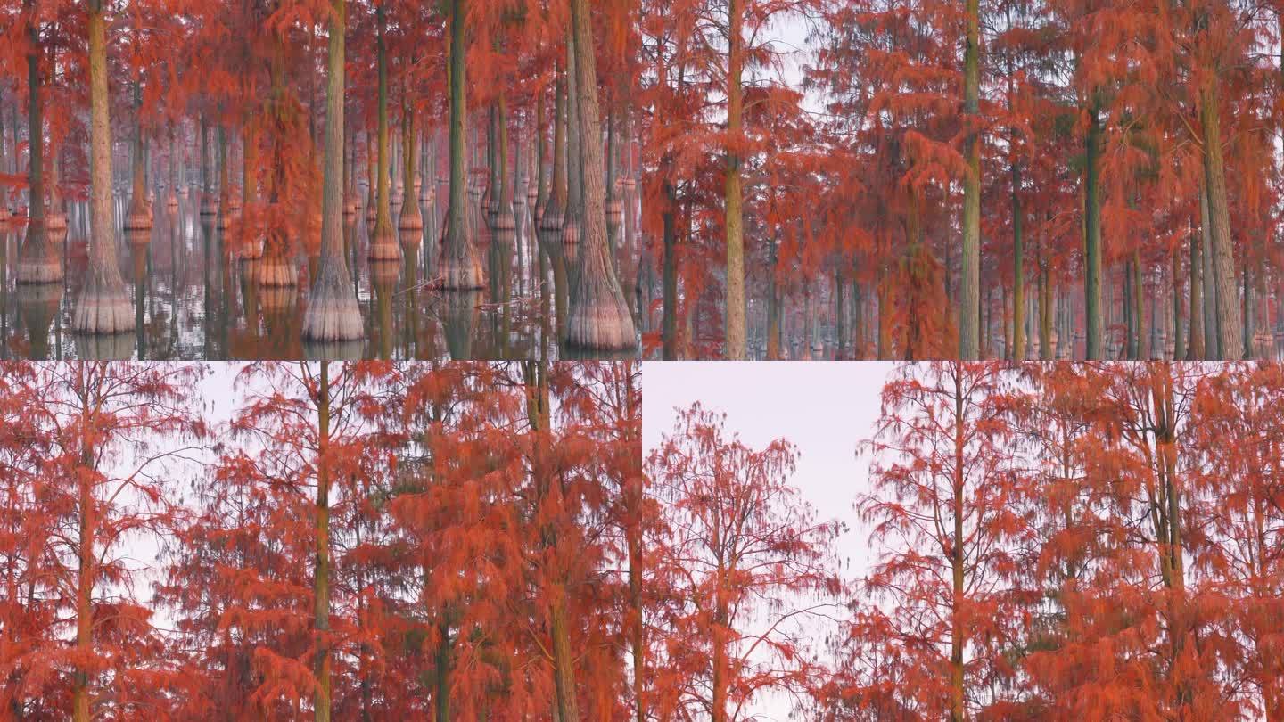 冬天武汉涨渡湖红叶水杉