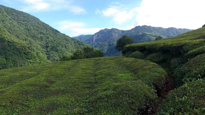 4K高海拔高山茶园黑茶红茶采茶航拍1