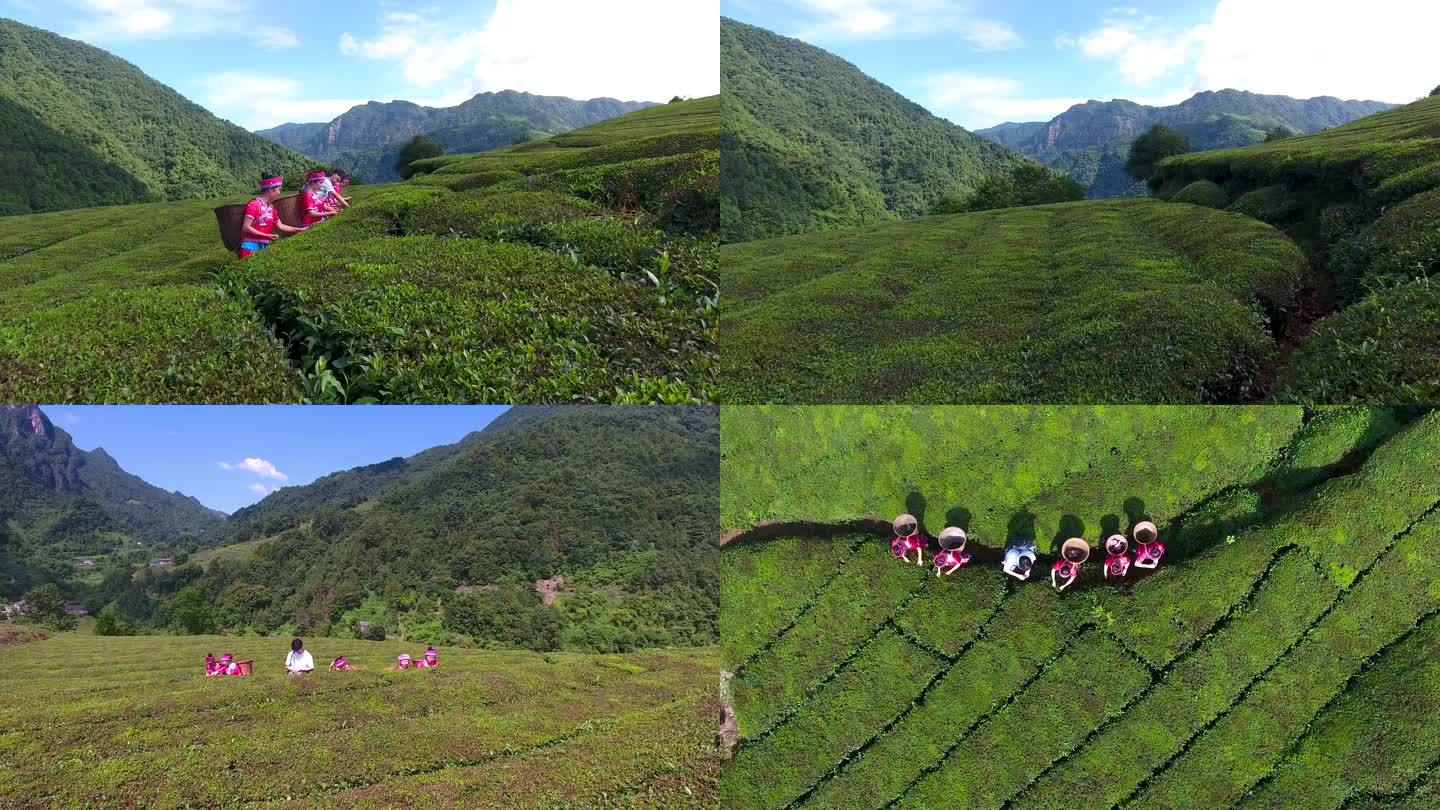 4K高海拔高山茶园黑茶红茶采茶航拍1