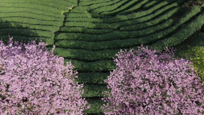 美丽的樱花有机茶园鸟瞰图