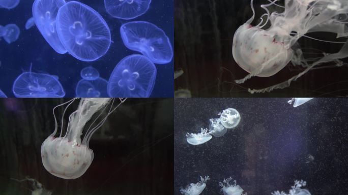 海洋水母各种水母
