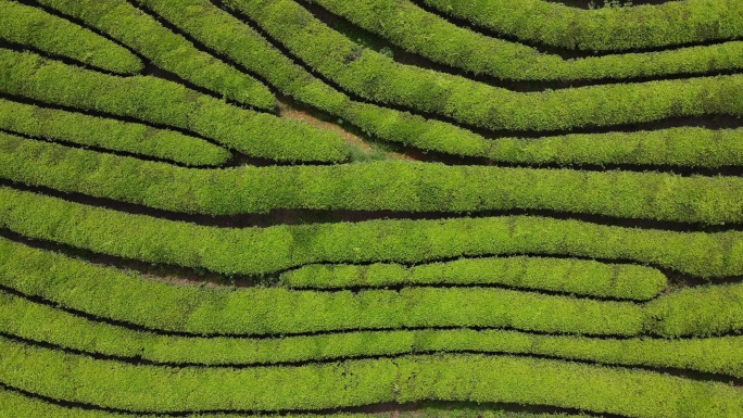 绿茶园空中视频茶山茶地生长