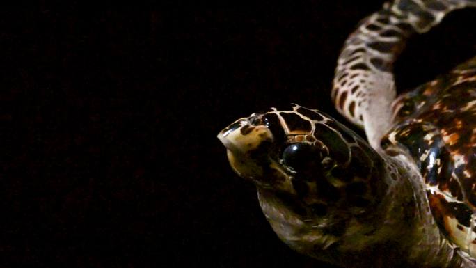 海洋生物玳瑁标本视频素材