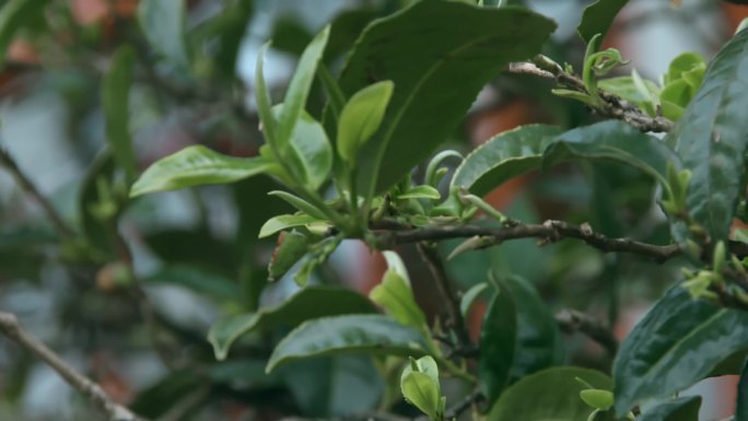 云南冰岛村古树茶特写视频茶叶发芽