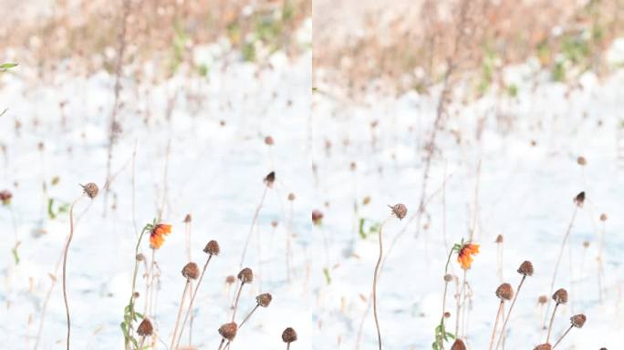 实拍4k唯美雪中花野花微风随动 可商用