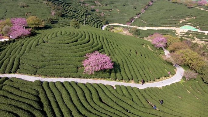 山坡上一个分层茶园中间，粉红色樱桃树整齐排列的航拍照片