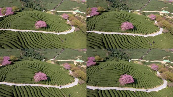 山坡上一个分层茶园中间，粉红色樱桃树整齐排列的航拍照片