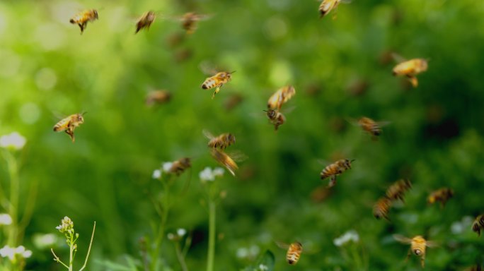 慢镜头蜂群飞舞蜜蜂在春天田野间养蜂场