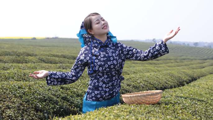 采茶的年轻女子茶树茶叶展示茶农生态