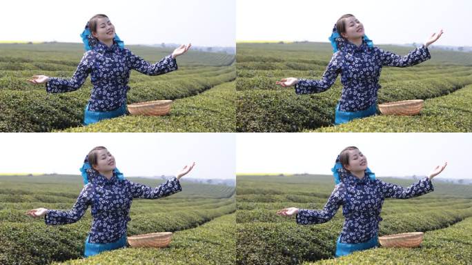采茶的年轻女子茶树茶叶展示茶农生态