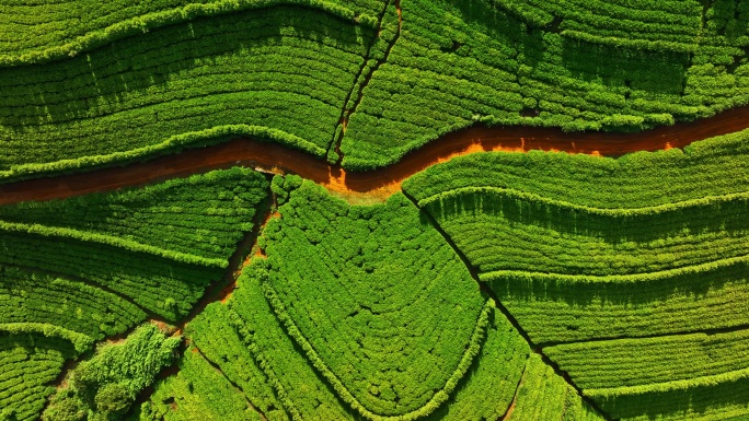 斯里兰卡努瓦拉·埃利亚的茶园鸟瞰图