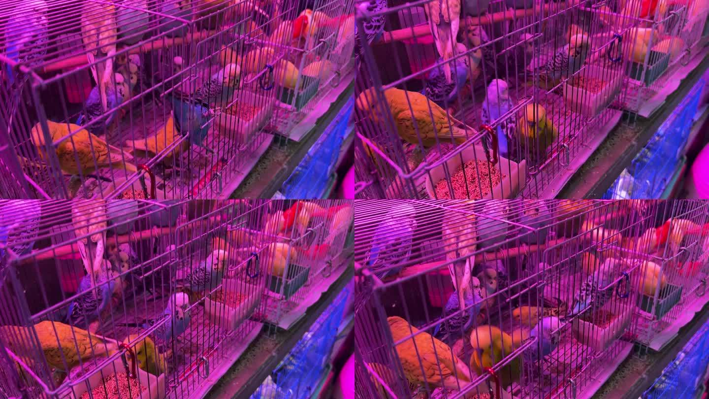 花鸟市场笼子里的鹦鹉宠物鸟
