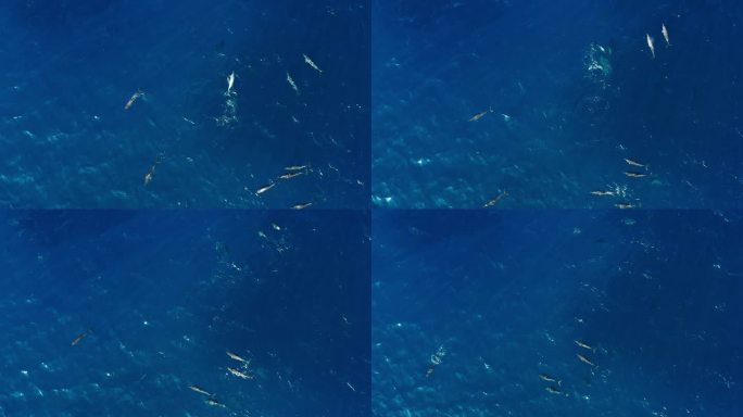 海洋中游泳的海豚荚鸟瞰图