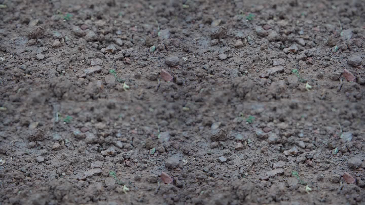 慢镜头-雨水滴落在泥土上浸润土壤实拍
