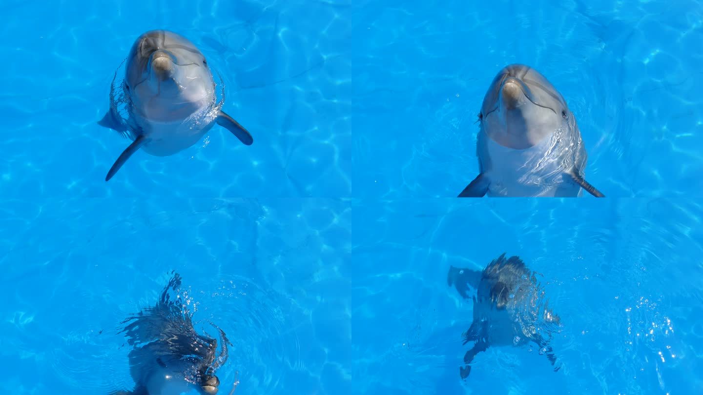 友好的海豚跳出水面进行交流