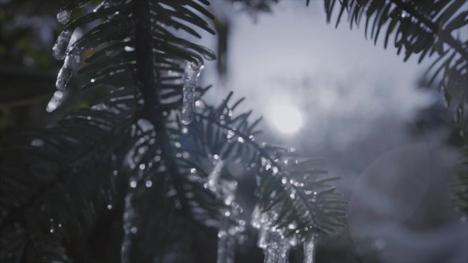 雪地植物特写雪松山林视频