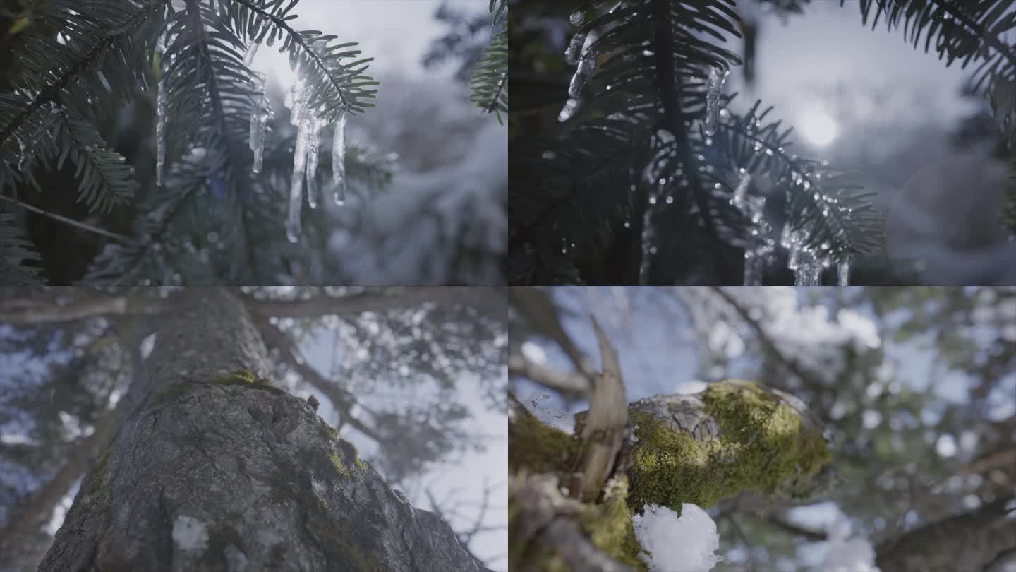 雪地植物特写雪松山林视频