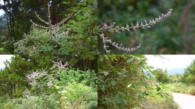 牡荆 花 花序 植株 生境