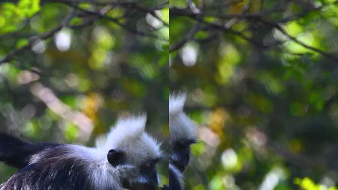 高清竖屏拍摄白头叶猴觅食