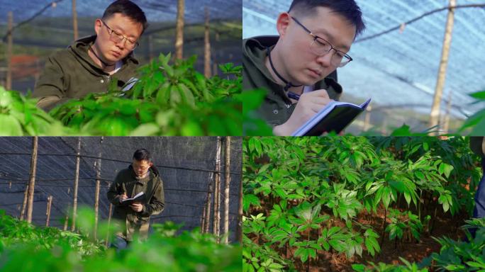 丹参大棚种植基地研究员记录丹参生长过程