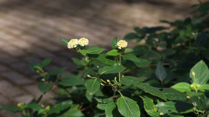 马缨丹 花 叶 果实 植株