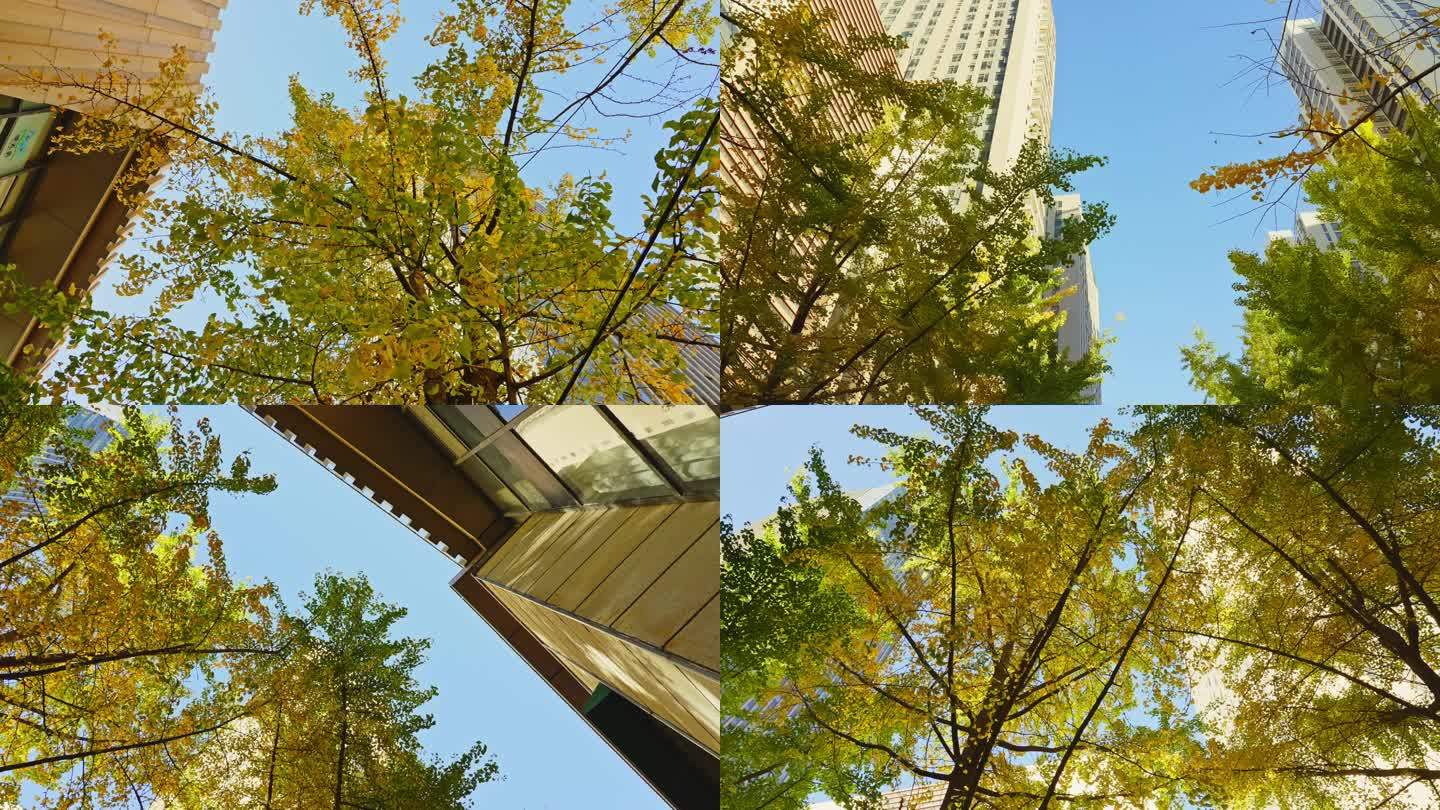 城市街道上金黄色的银杏树叶，视频素材