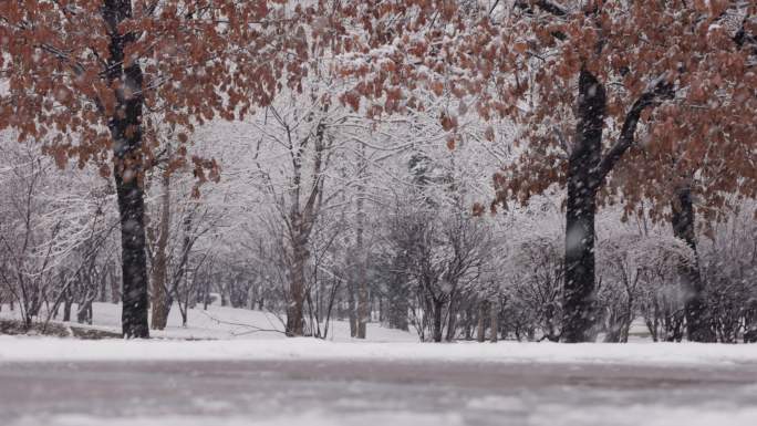 冰雪 寒冬 冬季